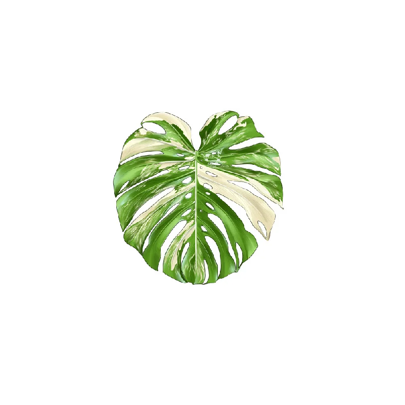 Coffee Tea For Plants - 滑り止め断熱プレースマット ホームキッチン装飾 アクリル製リーフコースター 熱帯植物柄カップマット ティーコーヒーマグ用